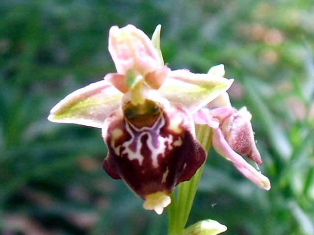 O. fuciflora O. apulica. O. lacaitae.      ibridi?